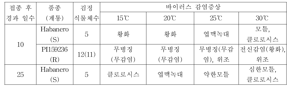 고추작물에 TSWV 인공접종 후 유지하는 온도별 상엽의 바이러스 증상