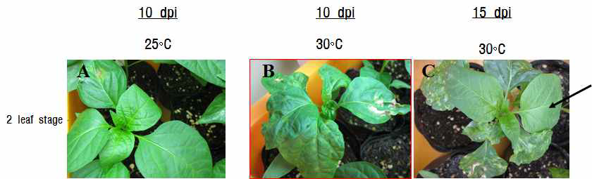 C. annuum 저항성 유전자원 ‘S3669’(R) 계통에 TSWV를 접종 한 10일 후 본엽 2매일 때 접종한 식물체가 30℃ 고온에서 전심감염 증상을 나타내다가 접종 15일후 새로 전개되는 잎에서 바이러스 감염증상으로 부터 회복한 모습(화살표).