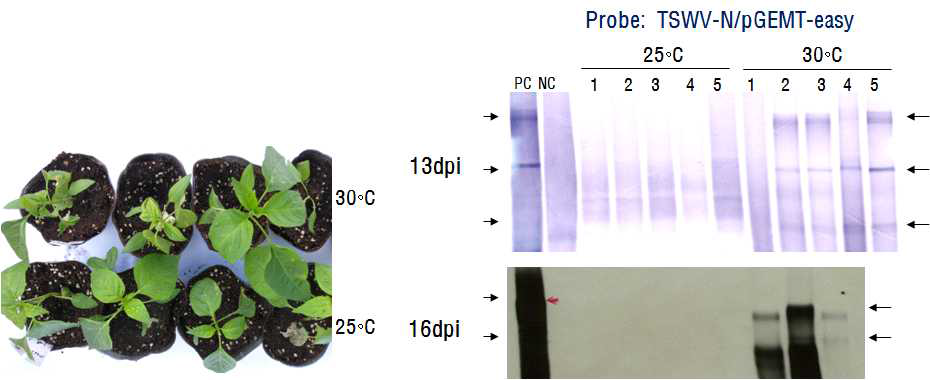 Capsicum annuum 저항성 품종인 S3669에 TSWV-Pap 접종 후 25℃ 또는 30℃에 유 지한 후 10, 13, 16, 19일 후 노던분석. 25℃에 둔 고추는 HR 반응을 나타낸 후 저항성을 보인 반면 30℃에 둔 고추는 일부개체에서 전신감염 증상을 나타냄 (왼쪽). 신초 잎으로 부터 추출 한 Total RNA를 1% 아가로즈젤에 전기영동 한 후 나일론 멤브레인에 옮긴 후 TSWV 특이 프라이머로 hybridization (오른쪽).
