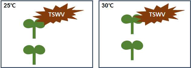 고추에 TSWV 접종후 고추 유전자발현 분석실험 처리 모식도