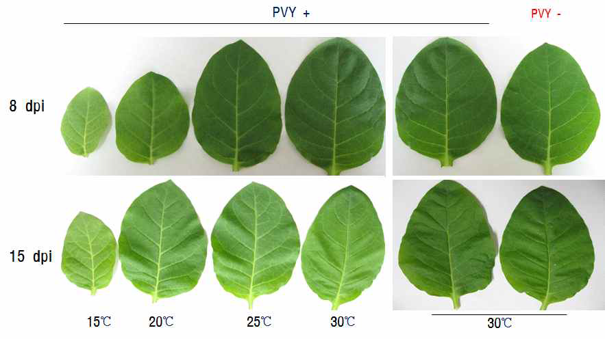 진딧물이 PVY 취득 후 담배(N. tabacum cv. Samsun)에 병징 발현 동안의 온도가 바 이러스병 증상에 미치는 영향