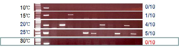 10~30℃ 범위에서 바이러스를 취득한 진딧물에서 직접 추출한 RNA로 부터 RT-PCR 을 이용한 PLRV 검출 결과. 바이러스 취득 기간 6일.