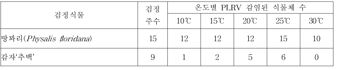 진딧물이 PLRV 전염 동안의 온도가 땅꽈리(P. floridana)의 PLRV 전염주율에 미치는 영향