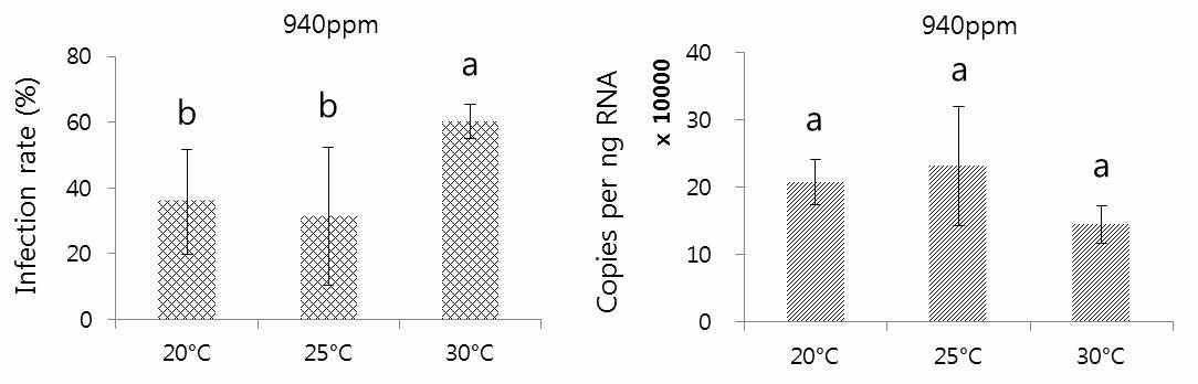 감자 ‘추백’ 품종에서 940±50ppm CO2 조건에서 온도(20, 25, 30±2℃) 처리가 PLRV 감 염주율 및 PLRV RNA 축적(리얼타임 RT-PCR)에 미치는 영향