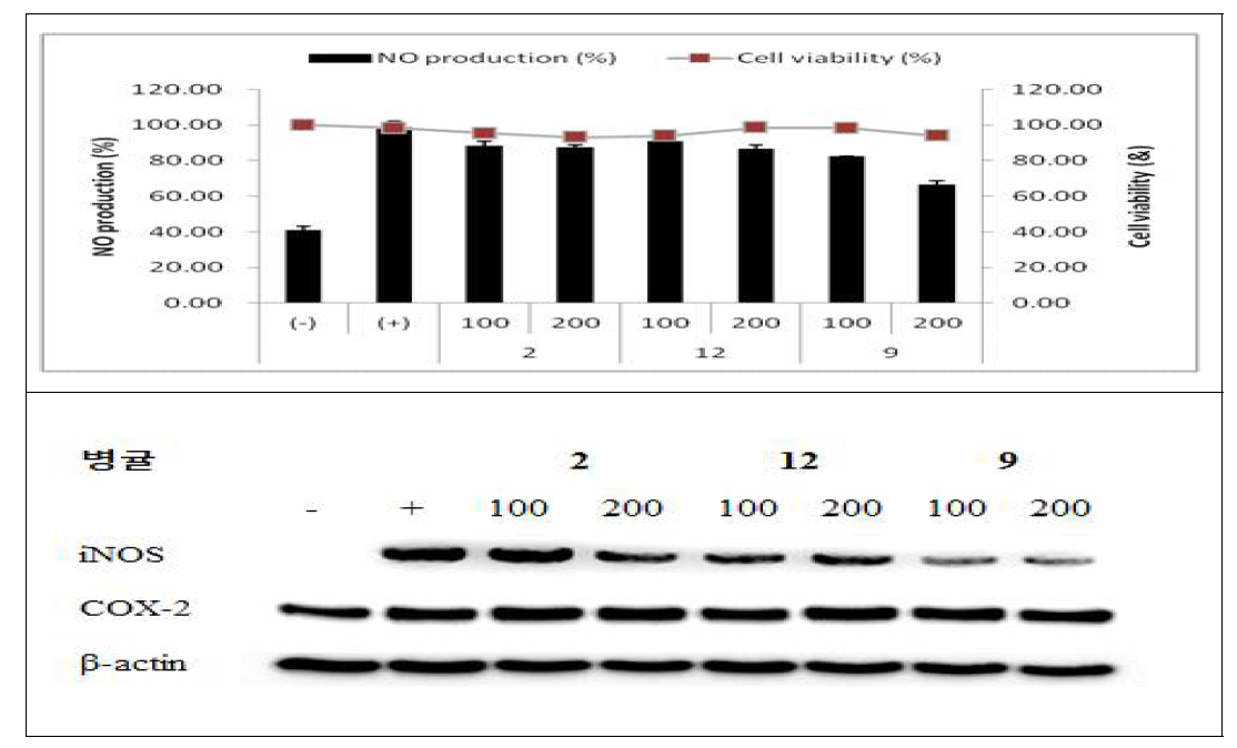 병귤 추출물의 NO생산 억제와 iNOS, COX-2 단백질 잘현 억제 활성