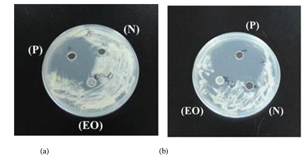 감귤잎에서 증류 추출한 추출물의 항균 활성; 추출물(EO), positive control(P, imazalil), negative control(N, ddH2O), (a)Penicillium digitatum, (b)Penicillium italicum