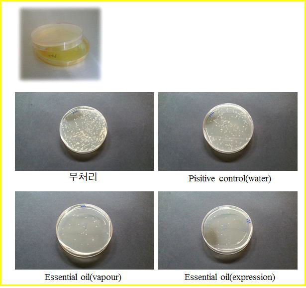감귤정유의 훈증 처리를 통한 항균 활성