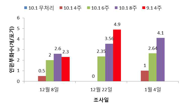 저온처리 후 온실재배에 의한 인편분화 시기 촉진