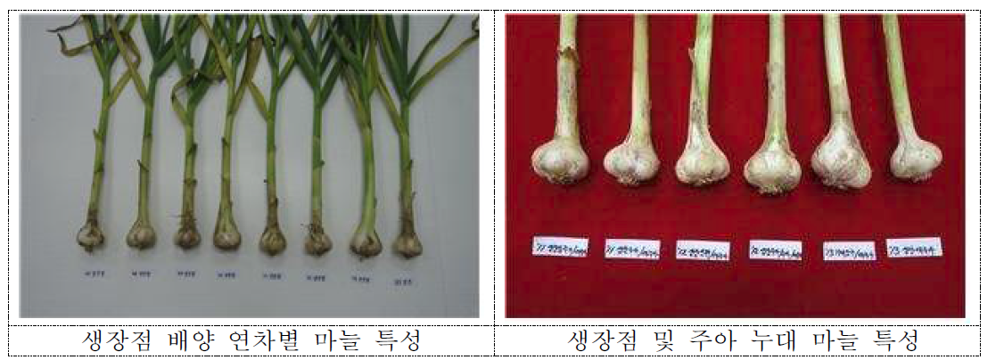 생장점 년차간 주아 유래 인편의 구 특성 비교(‘16)