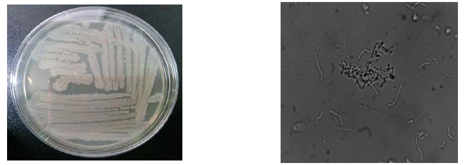 B. amyloliquefaciens AEY-1의 순수배양 및 현미경 관찰(x1,000)