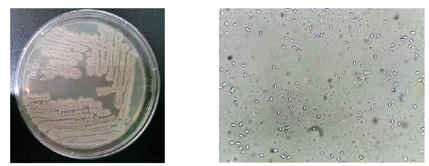 B. licheniformis AEY-3의 순수배양 및 현미경 관찰 (x1,000)