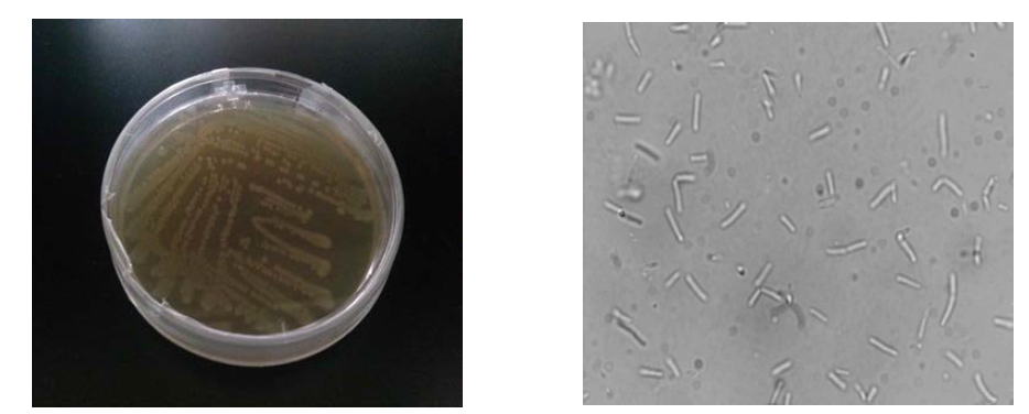 Bacillus asahii 의 순수배양 및 현미경 관찰(x1,000)