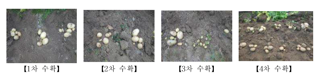 시기별 수확