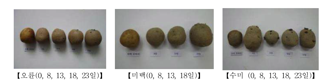 최아일수에 따른 품종별 비교