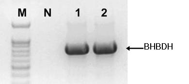 BHBDH 유전체 확보 결과. M: 100 bp DNA Marker, N: Negative, Lane 1~2: BHBDH