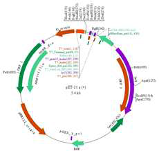 pET21a vector map.