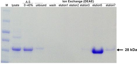 BHBDH 재조합 단백질 정제조건 시험 결과. M: Protein marker, A.S: ammonium sulfate, Unbound: flow-throw