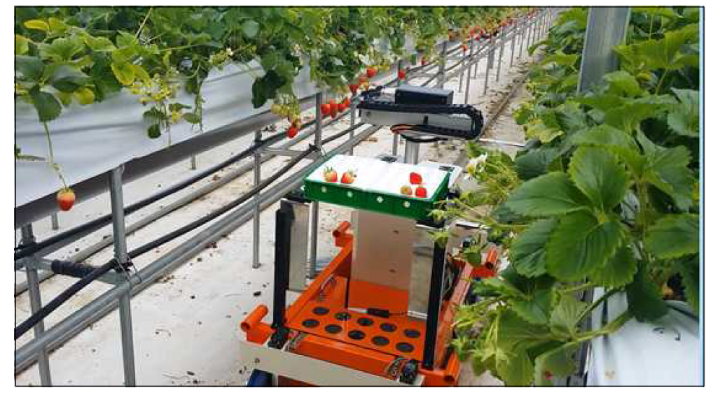 레일위 주행형 고설재배 딸기 수확로봇