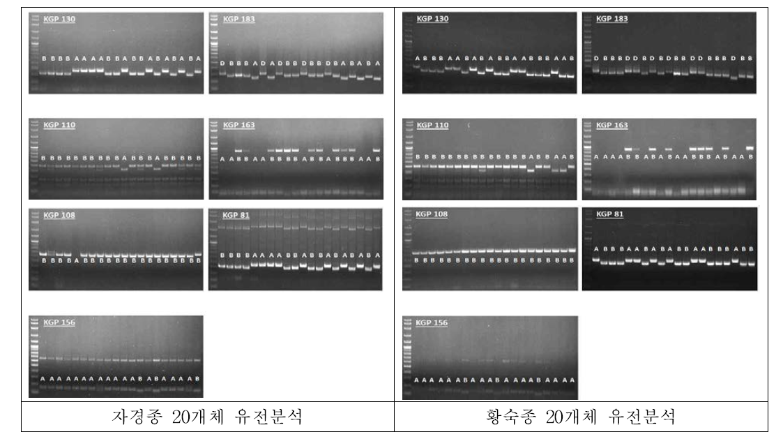 STS 프라이머를 이용한 국내 인삼 재래종(자경·황숙)의 유전분석