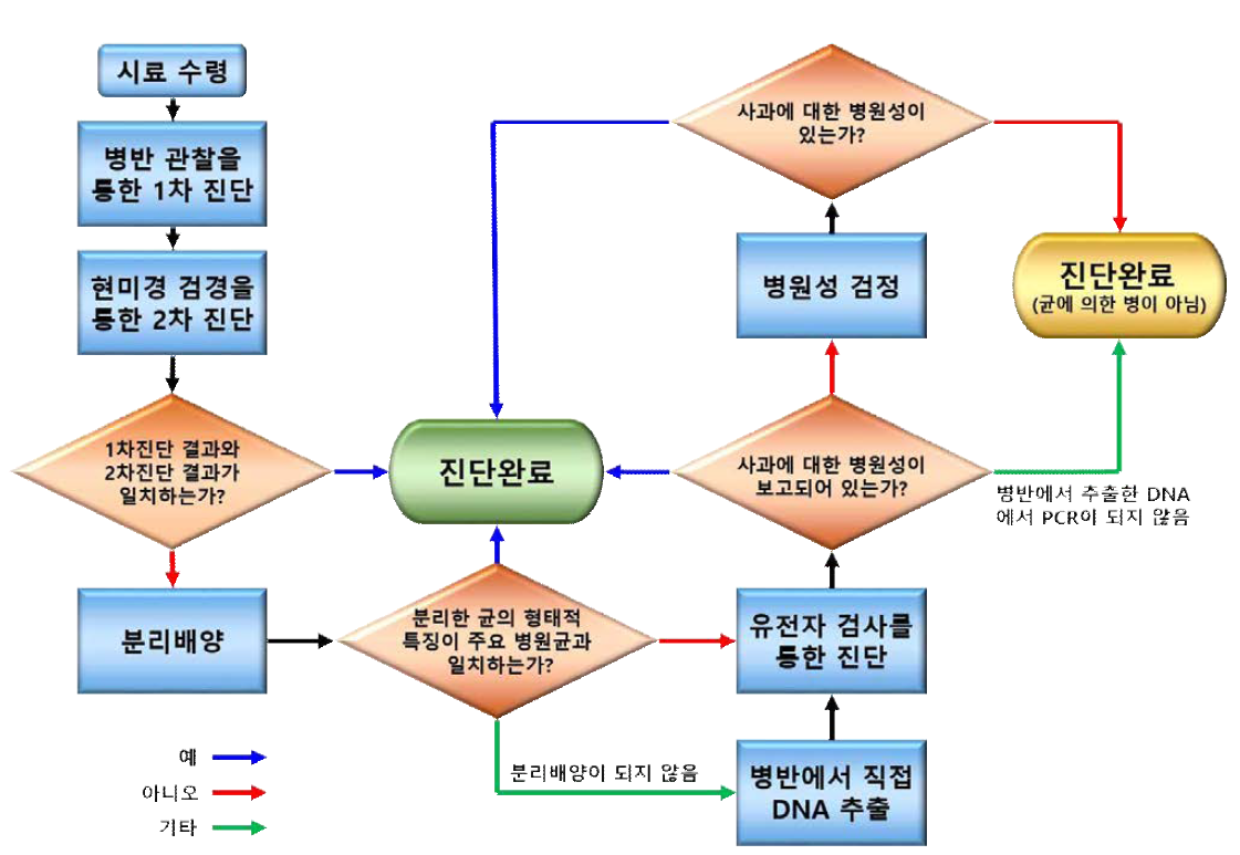 사과 과실에서 확인되는 이상 병징의 진단 플로우 차트