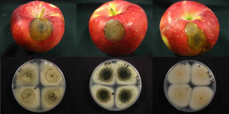 ‘홍로’사과에 발생하는 탄저병(상)과 탄저병균(하) 분리배양 결과