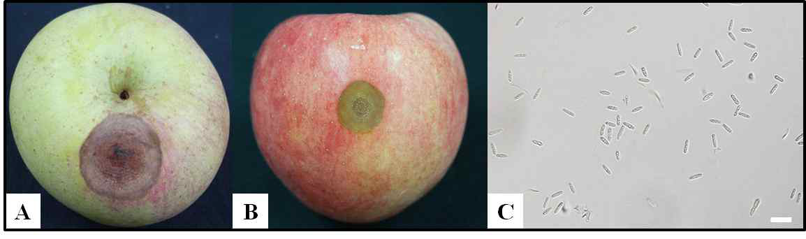 ‘감홍’ 및 ‘홍로’사과에서 발생한 탄저병과 PDA 배지상에서 관찰된 사과 탄저병균의 분생포자