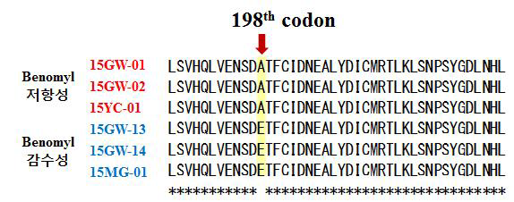 Beta tubulin gene 198번째 아미노산의 변화에 따른 Benomyl 저항성 및 감수성 균주의 분류