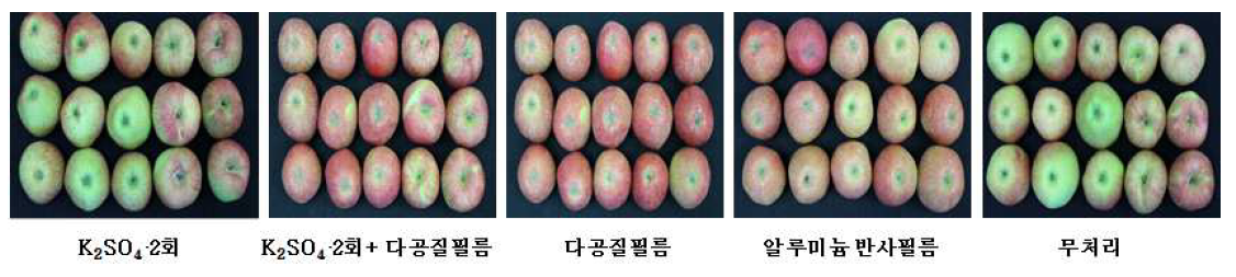 황산칼륨 및 다공질필름 처리에 의한 수확 시 과실의 착색정도