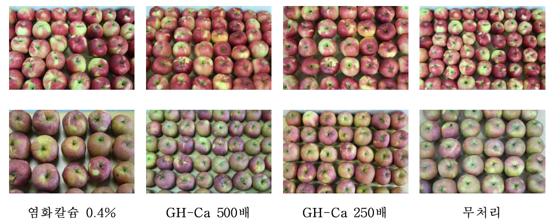 홍로(위) 및 감홍(아래) 품종에서 칼슘제 농도별 처리에 의한 수확 시 착색 정도
