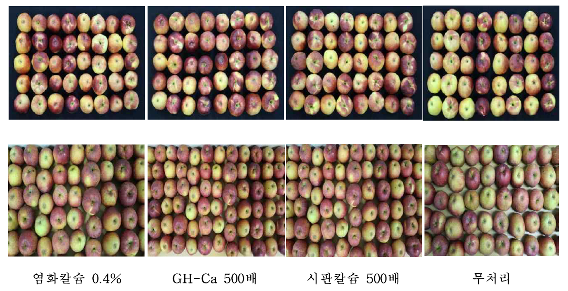 홍로(위) 및 감홍(아래) 품종에서 칼슘제별 처리에 의한 수확 시 착색 정도