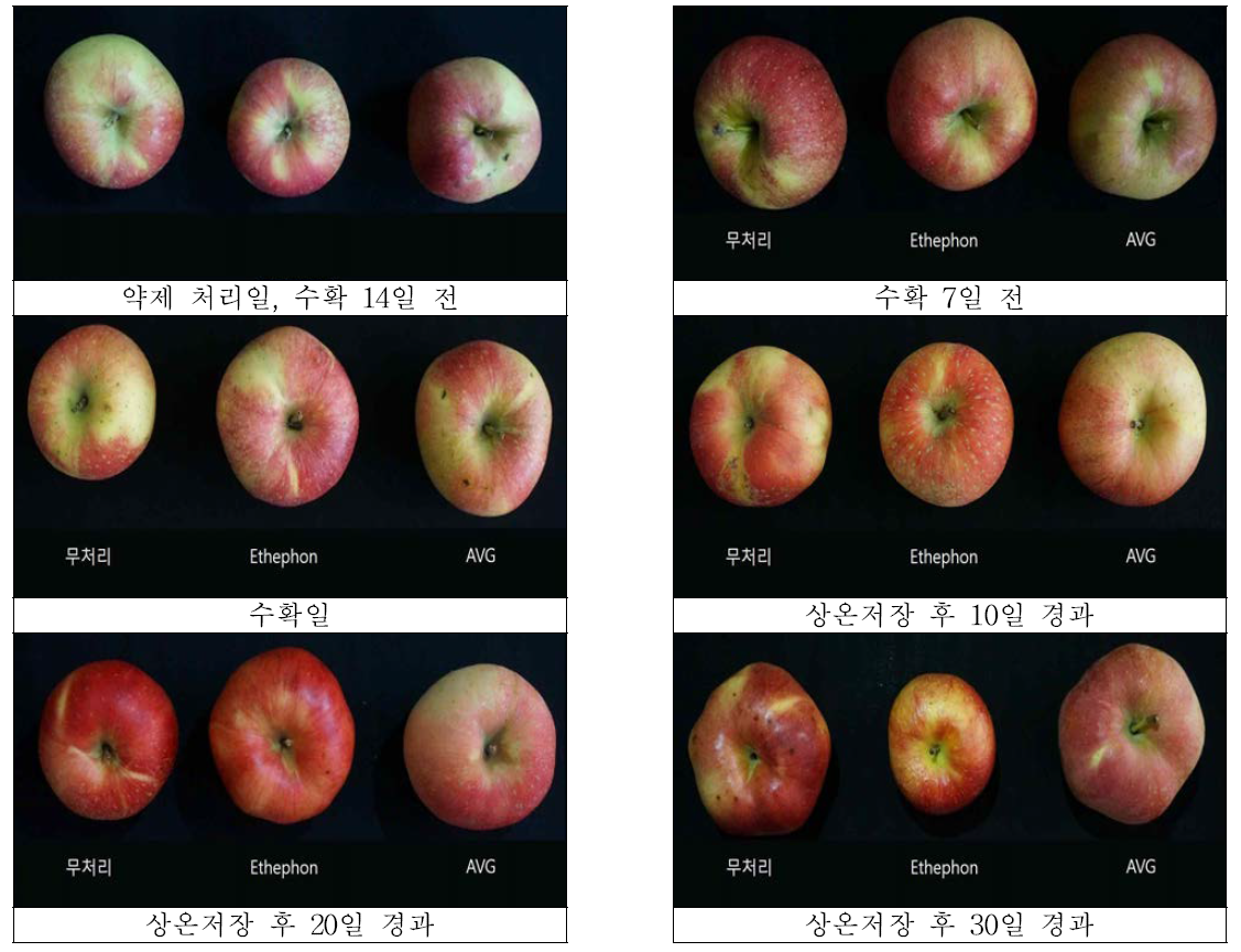 수확전후 ‘홍로’의 과피 변화