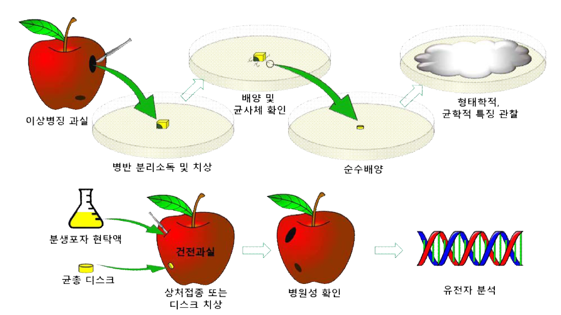 이상증상 원인균의 분리배양 및 동정실험 모식도