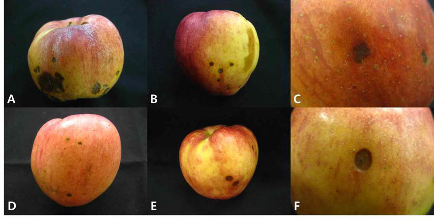 ‘홍로’사과에 발생한 이상 반점증상 (A-C: 장수, D-F: 김천)
