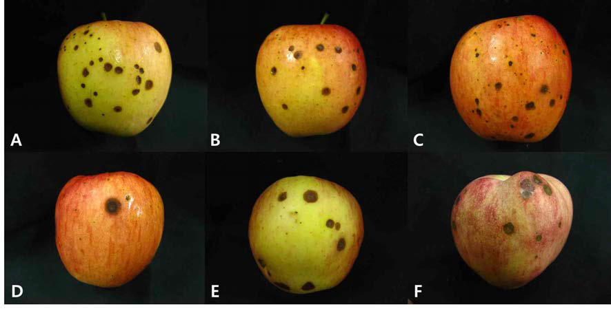 ‘홍로’사과에 발생한 이상 반점증상 (A, B: 저온저장고, C, D: 영천, E, F: 의성)