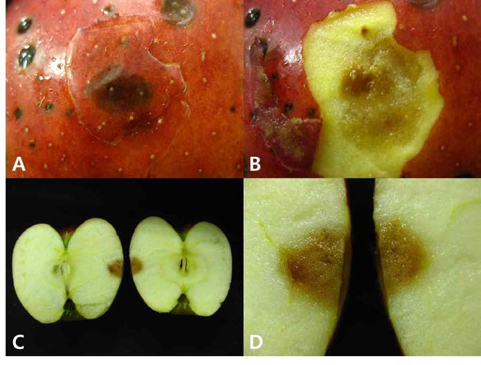 ‘홍로’사과 이상 반점증상 절단 사진 (A, B : 과피 절개, C, D : 과육 병징)