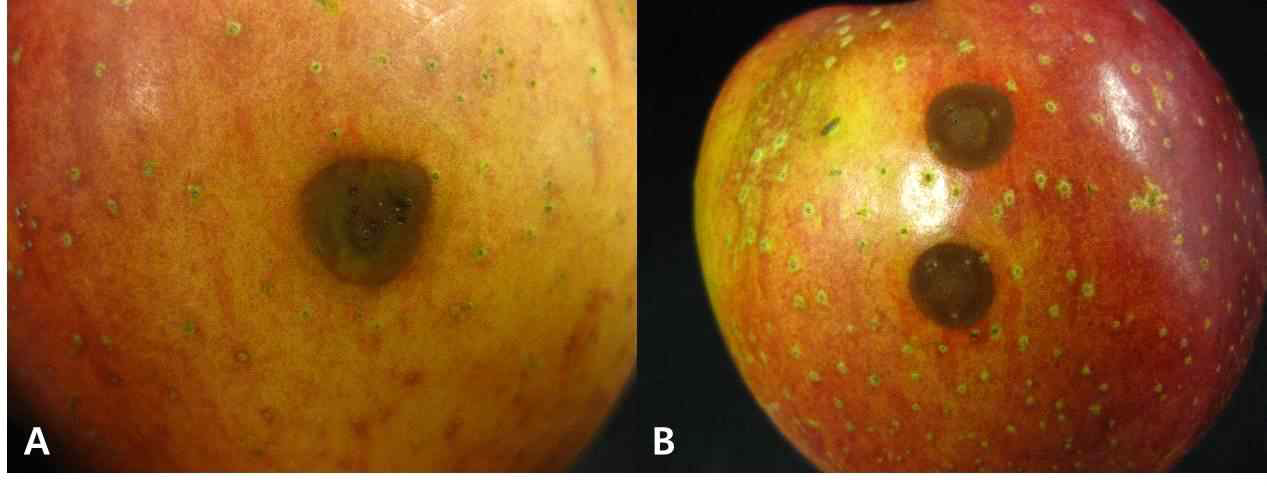 이상 반점증상에서 분리한 2종의 Fusarium sp. 균주를 이용한 병원성 검정 결과