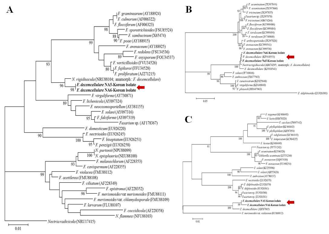 Fusarium decemcellulare와 다른 Fusarium 종간의 28S rDNA gene, Tub gene과 TEF gene의 계통학적 유연관계