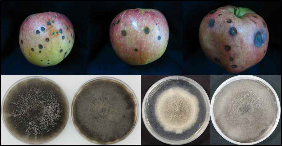 2015년 저온 저장고에서 채집된 이상 병징 및 분리된 Alternaria sp. 균주의 PDA 배지 상에서의 형태