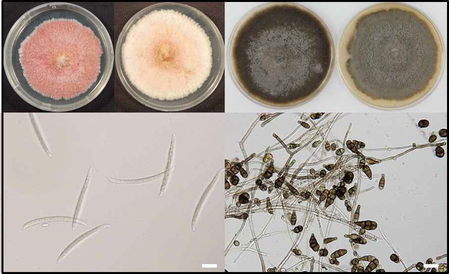 2015년 ‘홍로’, ‘감홍’ 이상 병징에서 분리된 Fusarium sp. 및 Alternaria sp. 균주 및 분생포자의 모습