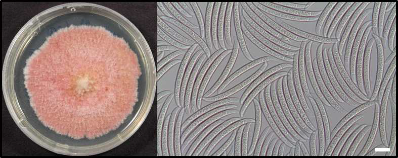 이상 반점 증상에서 분리된 Fusarium sp.의 PDA 배지 상에서의 형태와 관찰된 분생포자의 모습