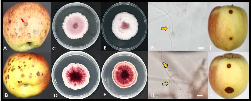 이상반점 증상에서 분리된 Fusarium sp., 관찰된 분생포자 및 병원성 검정 결과.