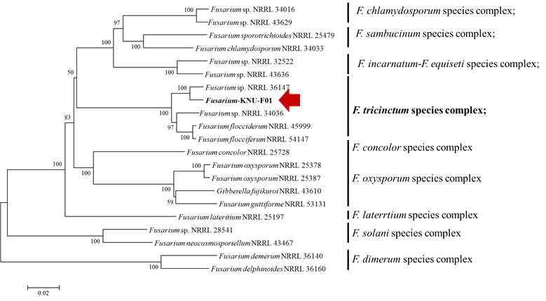 과실 이상증상에서 분리된 Fusarium tricinctum의 elongation factor, RPB1 및 RPB2 유전자를 이용한 Fusarium 근연종과의 계통학적 유연관계