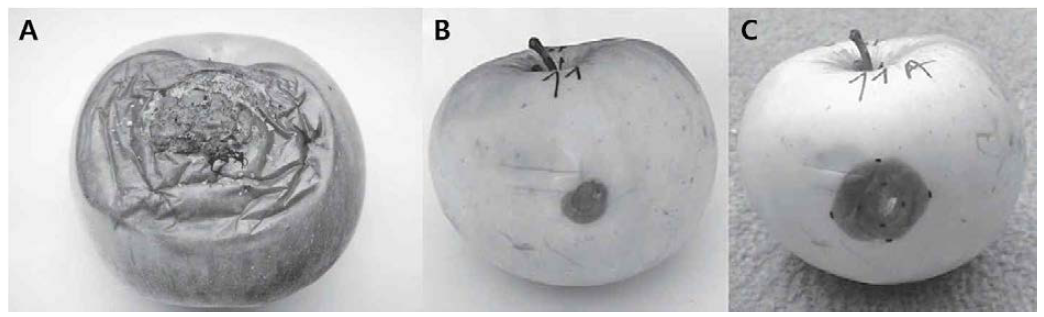 크로아티아에서 Fusarium spp.에 의해 발생한 저장사과 과실썩음병