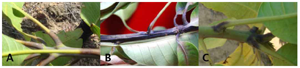 중국에서 F. decemcellulare에 의해 발생한 망고 가지마름병