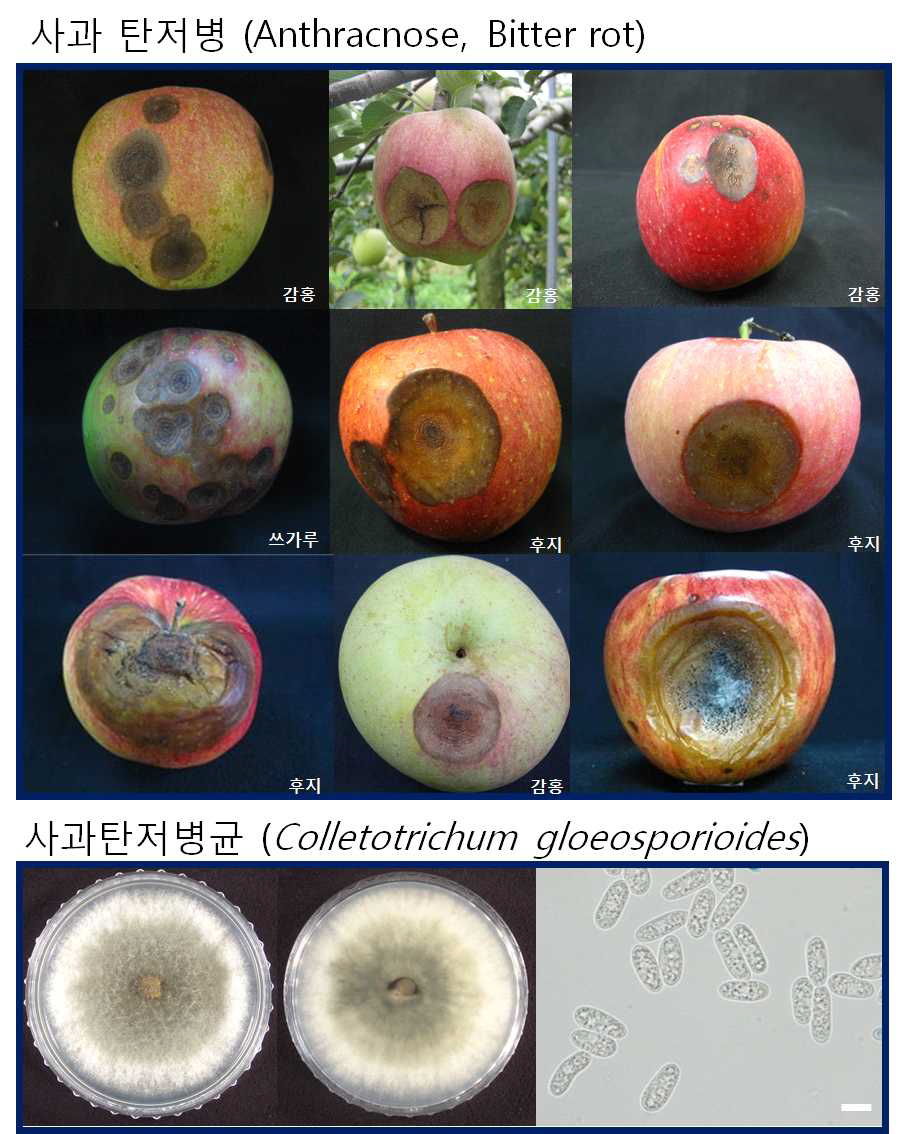 사과탄저병으로 진단된 이상 과실 및 병반에서 분리된 탄저병균의 배지상의 형태 및 분생포자