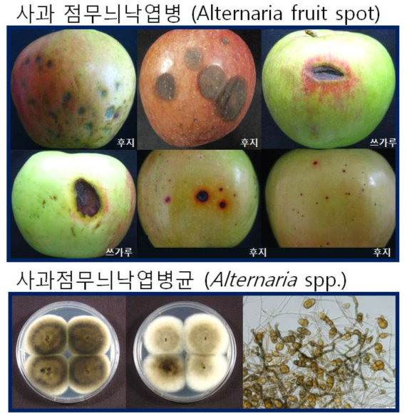 사과점무늬낙엽병으로 진단된 이상 과실 및 병반에서 분리된 점무늬낙엽병균의 배