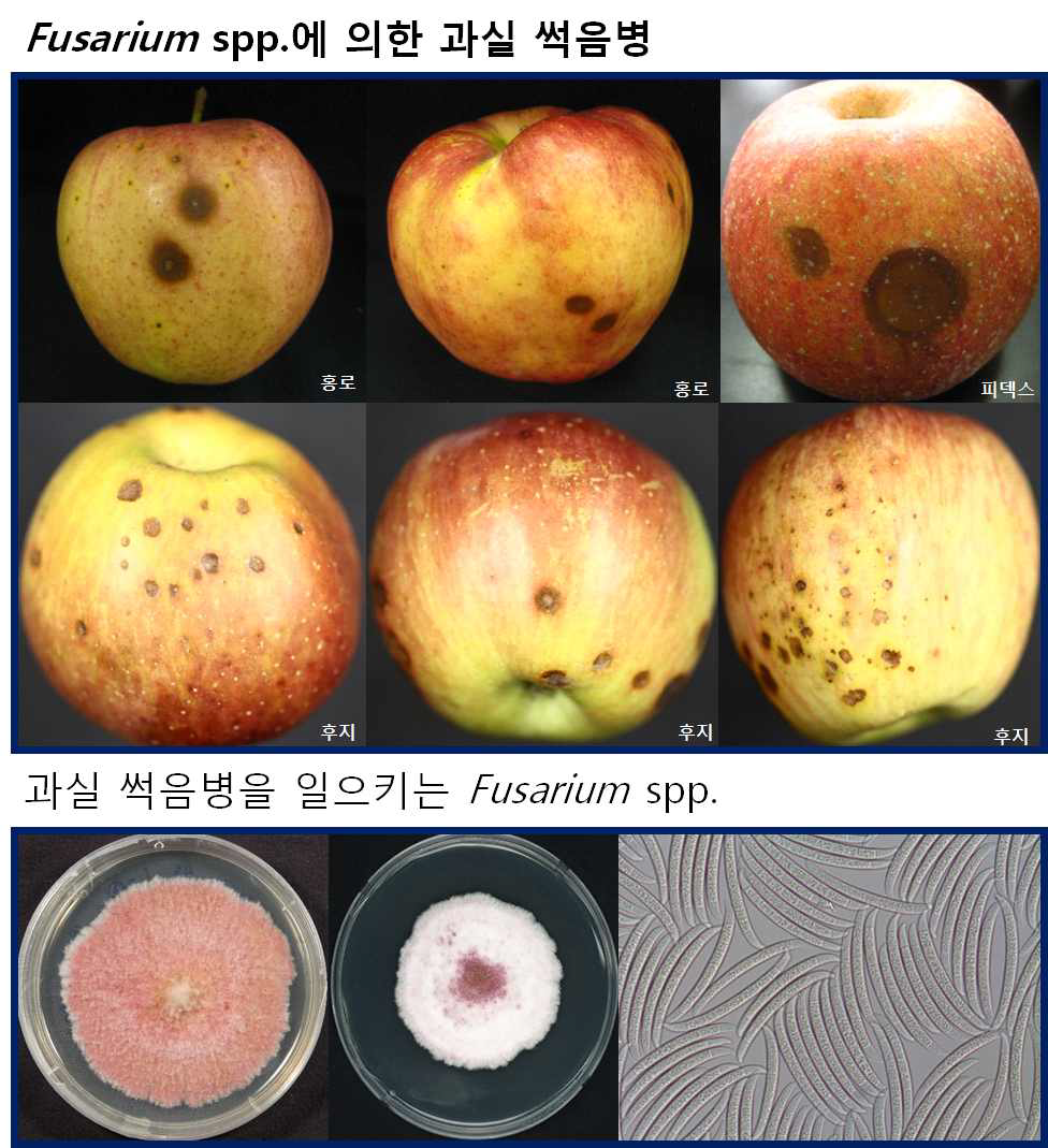 Fusarium spp.에 의한 과실 썩음병으로 진단된 이상 과실 및 병반에서 분리된 Fusarium spp.의 배지상의 형태 및 분생포자