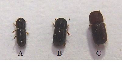 Types of borer beetles