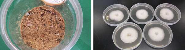 Breeding ambrosia beetles and isolate.