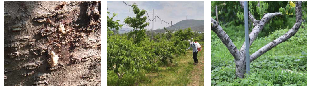 Sawdust on plum tree(left), spray on peach tree(middle), survey of control effect(right).